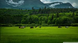 wild horses mountains