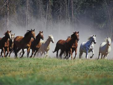 wild horses on the plain