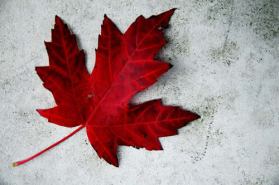 canada day maple leaf