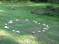 Fairy rings are said to be the result of fairies dancing on the grass, leaving behind...well, mushrooms, I guess. Fairies are another form of elves, but usually small, with wings. Think Tinkerbell....