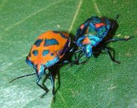 Cotton_Harlequin_Bugs