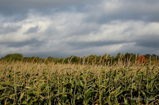 cornfield-pei